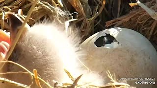 Decorah North  : 🦅🐣  From PIP to Hatch Welcome DN16 🦅🐣 (explore.org 03 27 2022)