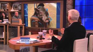 Anderson Contemplated Adopting a Pig Some Common Misconceptions About Adopting Pet Pigs