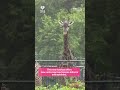 Giraffe Crossing officially opens at Kansas City Zoo