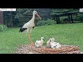 Makov cz     feeding 4 rescued chicks and mowing the grass    20240526