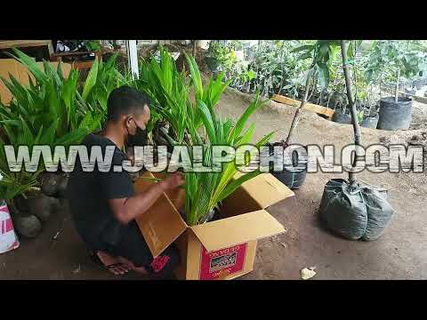 Proses Packing Bibit Kelapa Gading Kuning dan Berbagai Macam Pohon Buah Berkualitas Super Unggul