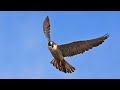 Valerii Strelch - Flight of the falcon