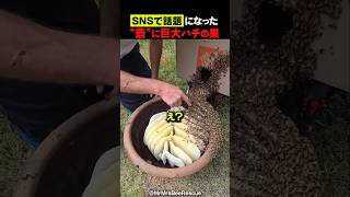 ツボに"巨大ハチの巣" が…😱🐝