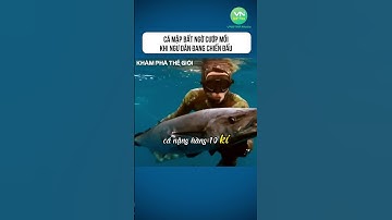 Cá Mập Bất Ngờ Cướp Mồi Khi Ngư Dân Đang Chiến Đấu #shorts #khamphathegioithuvi