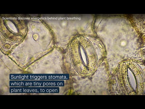 Видео: Лэнтицел ургамал амьсгалахад хэрхэн тусалдаг вэ?