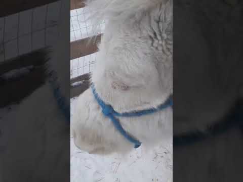 Mini horse pulling things out of my pocket. #cute #funnyanimals #funny #miniaturehorse #horse