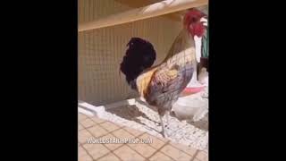 When You Take Your Job Too Seriously: This Rooster Crows So Long That He Passes Out Every Day!