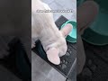 Dove Finiscono I Vostri Soldini Funnydogs Puppies Frenchbulldog Shorts Dove Finiscono I Vostri Soldini Funnydogs Puppies Frenchbulldog Shorts