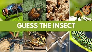 Guess The Insect Quiz | Guess 25 Insect screenshot 4