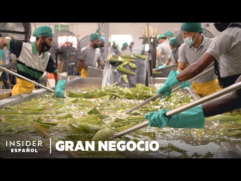 Video: Cosecha de aloe: cómo y cuándo cosechar una planta de aloe vera