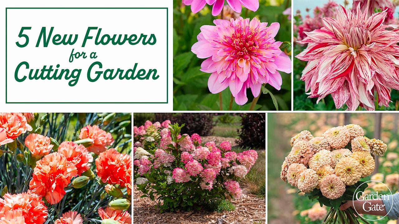 Лучшие новые сорта цветов для срезки в 2026 году 💐 Обязательно к выращиванию! 