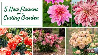 Top New Cutting Garden Plants for 2026 💐 Grow Flowers for Your Own Stunning Bouquets!