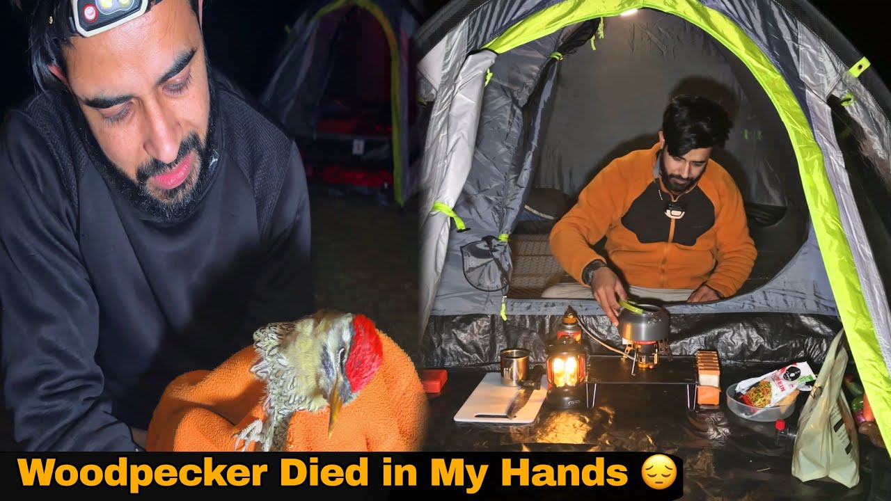Night Camping Turned Heartbreaking | Woodpeckers Last Breath😔