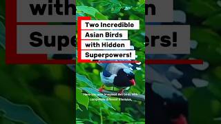 "Two Incredible Asian Birds with Hidden Superpowers!" #shortsviral #shots #birds