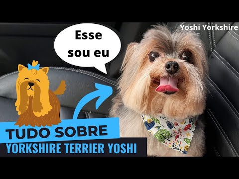 Vídeo: Qual é O Peso Padrão De Um Yorkie