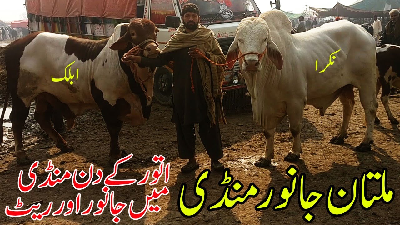 Multan Cow Mandi Ablak Or Nukray Khubsurat Janwar Or Rate Urdu Hindi