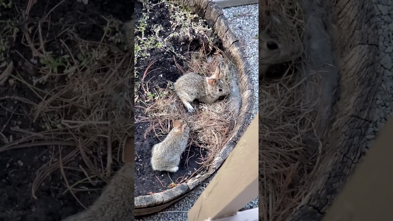 New born baby bunnies! 