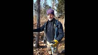 Failed hack and squirt beech sapling