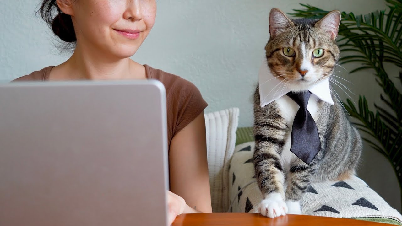 Boss Cat supervises my work - YouTube