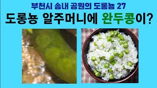 부천시 송내 공원의 도롱뇽 27. 도롱뇽 알주머니에 완두콩이?; Korean salamander 27. Green peas(Pisum sativum) in an egg sac? by 이덕하의 진화심리학 16 views 13 days ago 2 minutes, 47 seconds