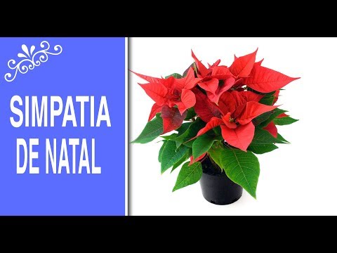 Vídeo: Como Fazer Um Pedido Na Noite De Natal