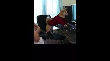 Don’t Stop a smartest ￼ dog playing  video game