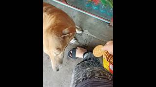 Download Lagu Mana ke bezubaan hu par dil toh mere paas hai .. ❤️ #doglover MP3 Download Lagu Mana ke bezubaan hu par dil toh mere paas hai .. ❤️ #doglover MP3
