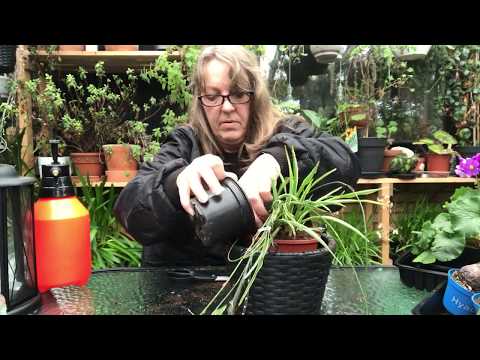 Video: Chlorophytum Er En Yndlings Stueplante Hos Blomsteravlere