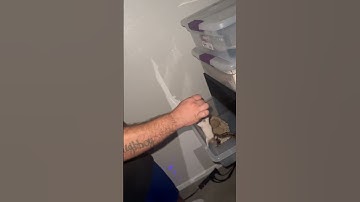 Live feeding⚠️🐍 het sunset #ballpython #heterozygous #hetsunset #livefeeding #live #snakes