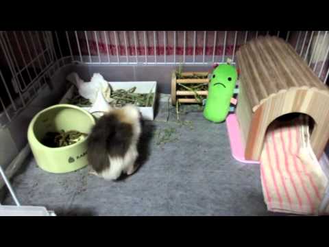 初めてのモルモット飼育　【今日の禿丸　トイレの躾でゲージの中をリメイクしました】  First of guinea pig breeding #13