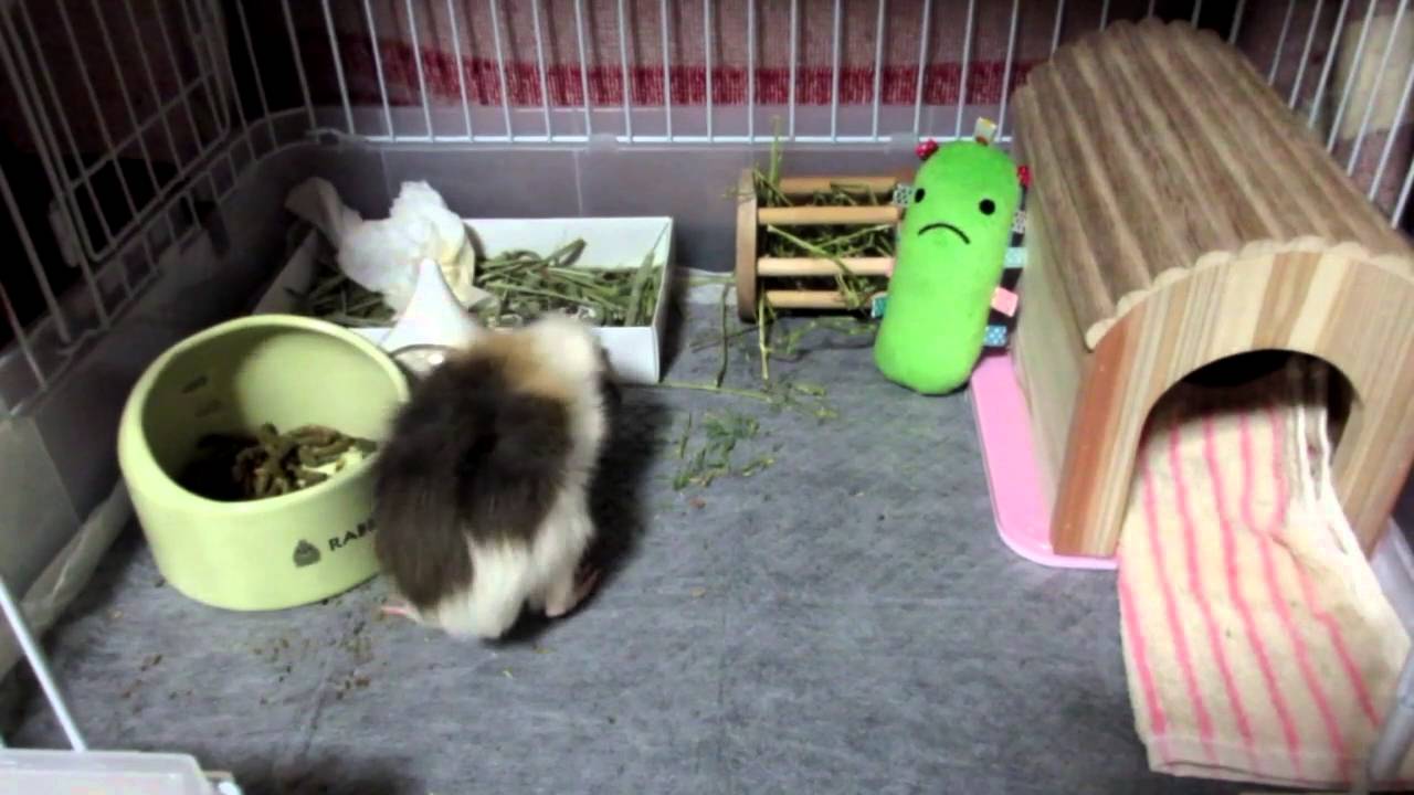 初めてのモルモット飼育 今日の禿丸 トイレの躾でゲージの中をリメイクしました First Of Guinea Pig Breeding 13 Youtube