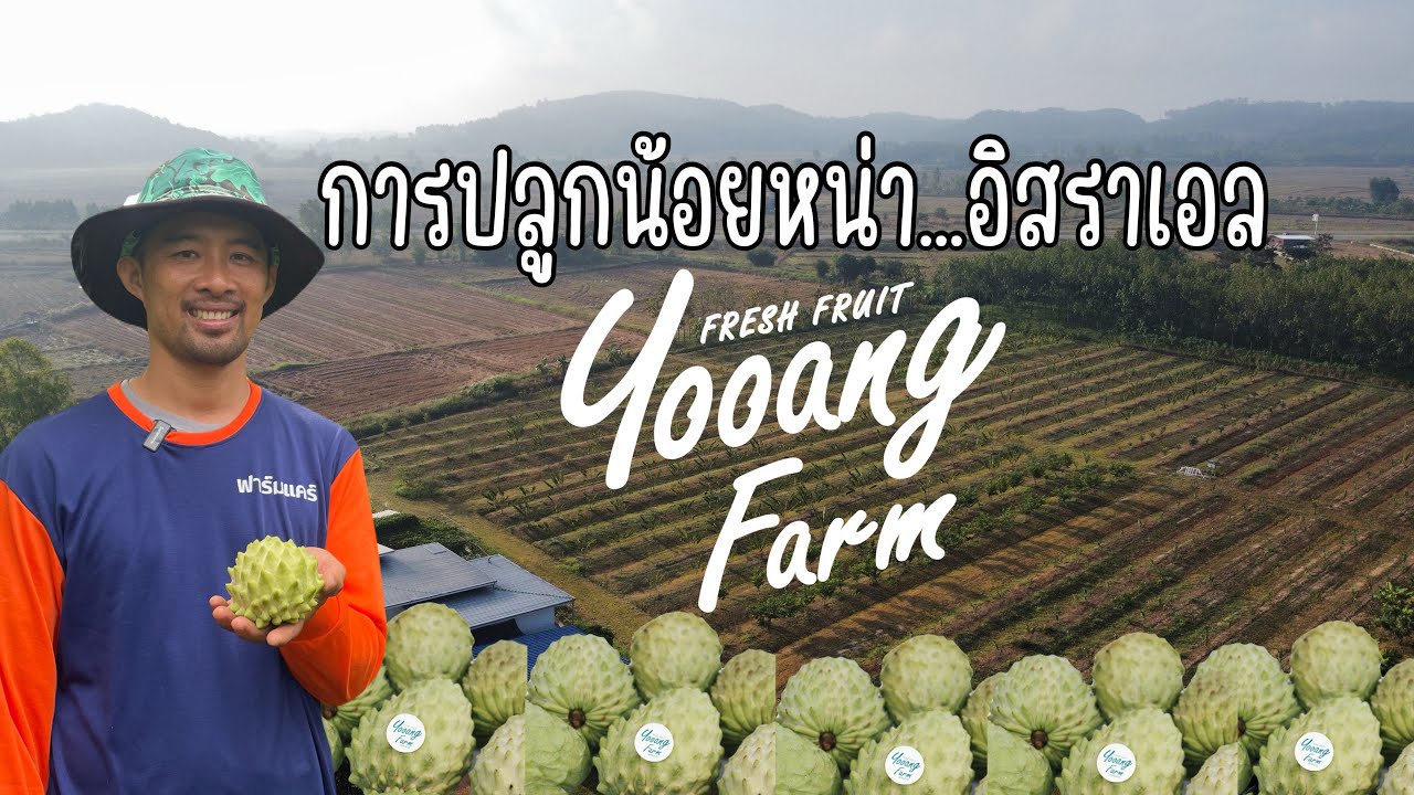การปลูกน้อยหน่า อิสราเอล Custard apple growing @โยอัง ฟาร์ม Yooang Farm เชียงราย Thailand [ENG SUB]