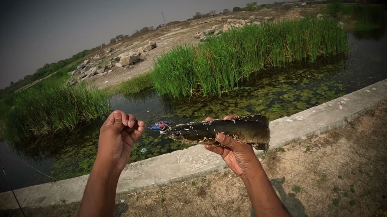 Snakehead fishing in Telangana | Caught Snakehead in Hyderabad | Fishing Telugu 