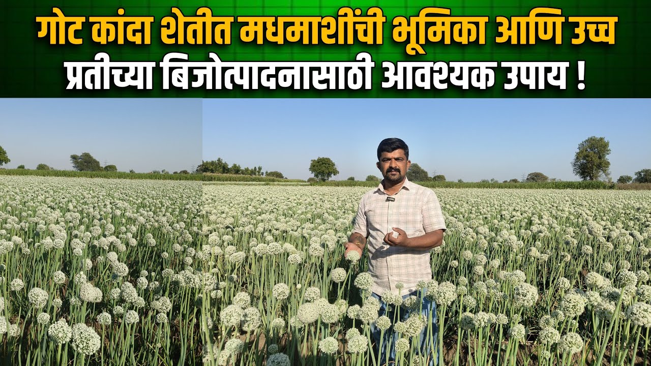 गोट कांदा शेतीत मधमाशींची भूमिका आणि उच्च प्रतीच्या बिजोत्पादनासाठी आवश्यक उपाय !