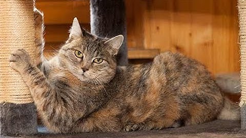 Top 3 Best Cat Scratching Posts Reviews