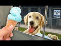 Surprising Homeless Dogs with Ice Cream! (Pitbulls , French Bulldogs and more)