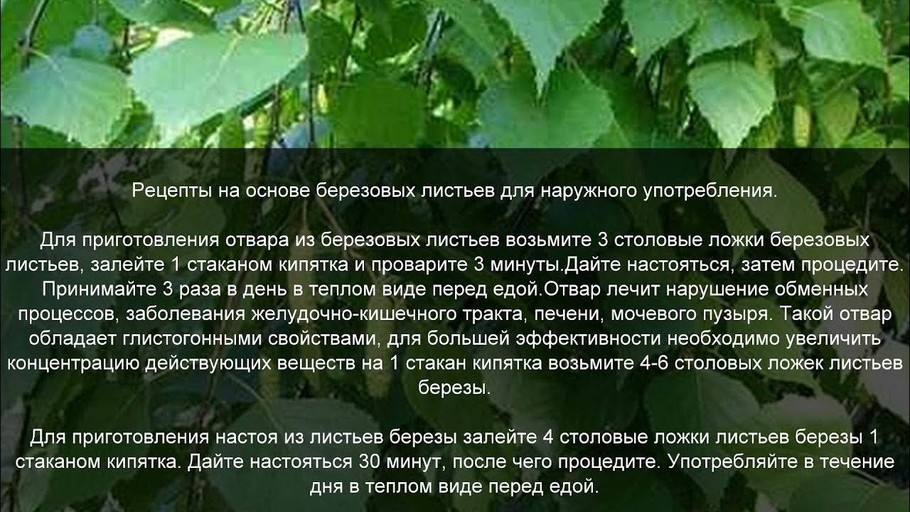Отвар листьев березы. Настой листа березы. отвар березовых листьев. отвар березового листа. отвар из берёзовых листьев для чего.
