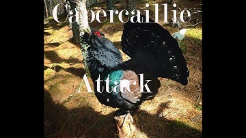 Capercaillie Attack!
