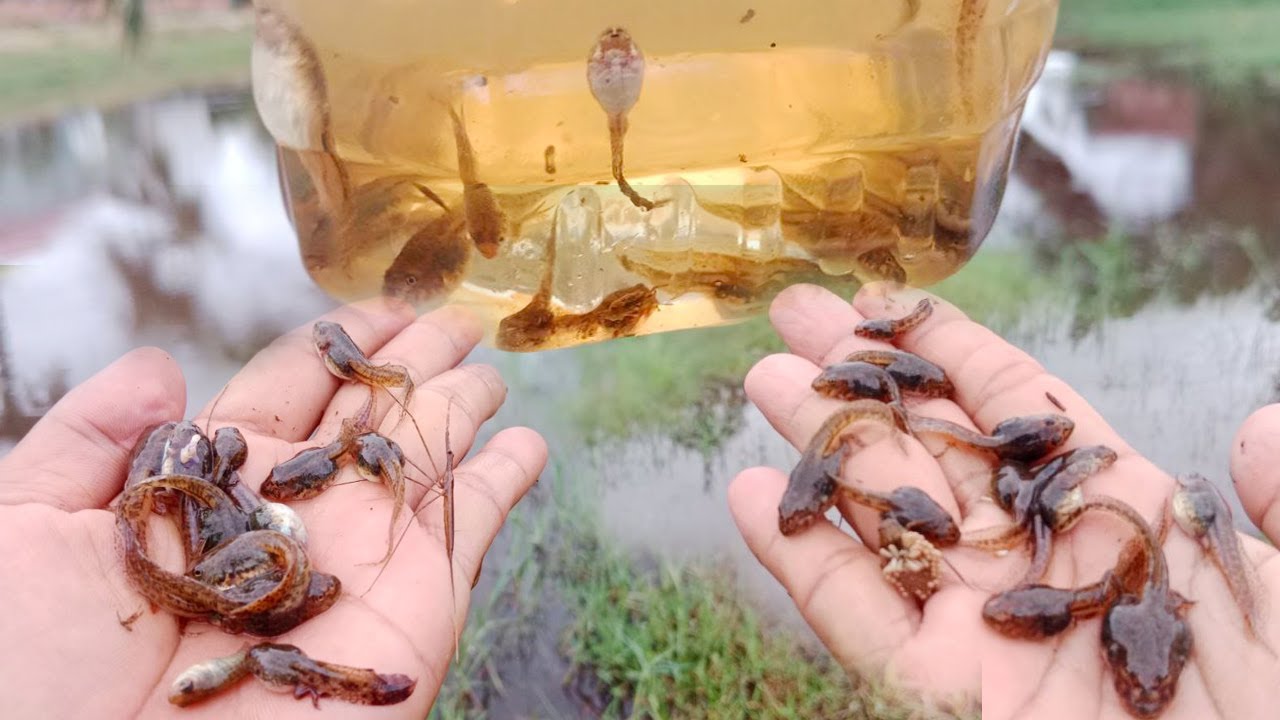 Collecting crabs, small frog, fish, snails  aquatic insect in countryside