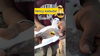 #fencykabutar#pigeonvideo#kabutarwala#newblogpigeon#pigeonblog 🕊️😍#lalpigeon #viral 🕊️