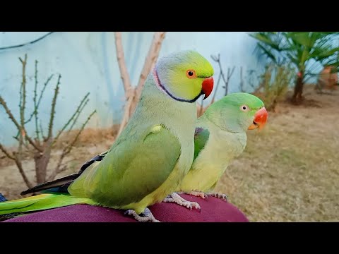 indian-ringneck-parrot-cute-sounds
