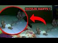 Download Lagu HANTU VIRAL !! DETIK-DETIK BAYI DI TARIK HANTU SERAM - SATPAM HOROR
