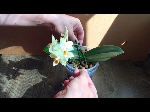 чтобы у ОРХИДЕИ СОК НЕ СОСАЛИ, щитовка на орхидее легко избавиться!