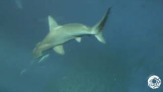 Animal Jam - Open Sea Cam