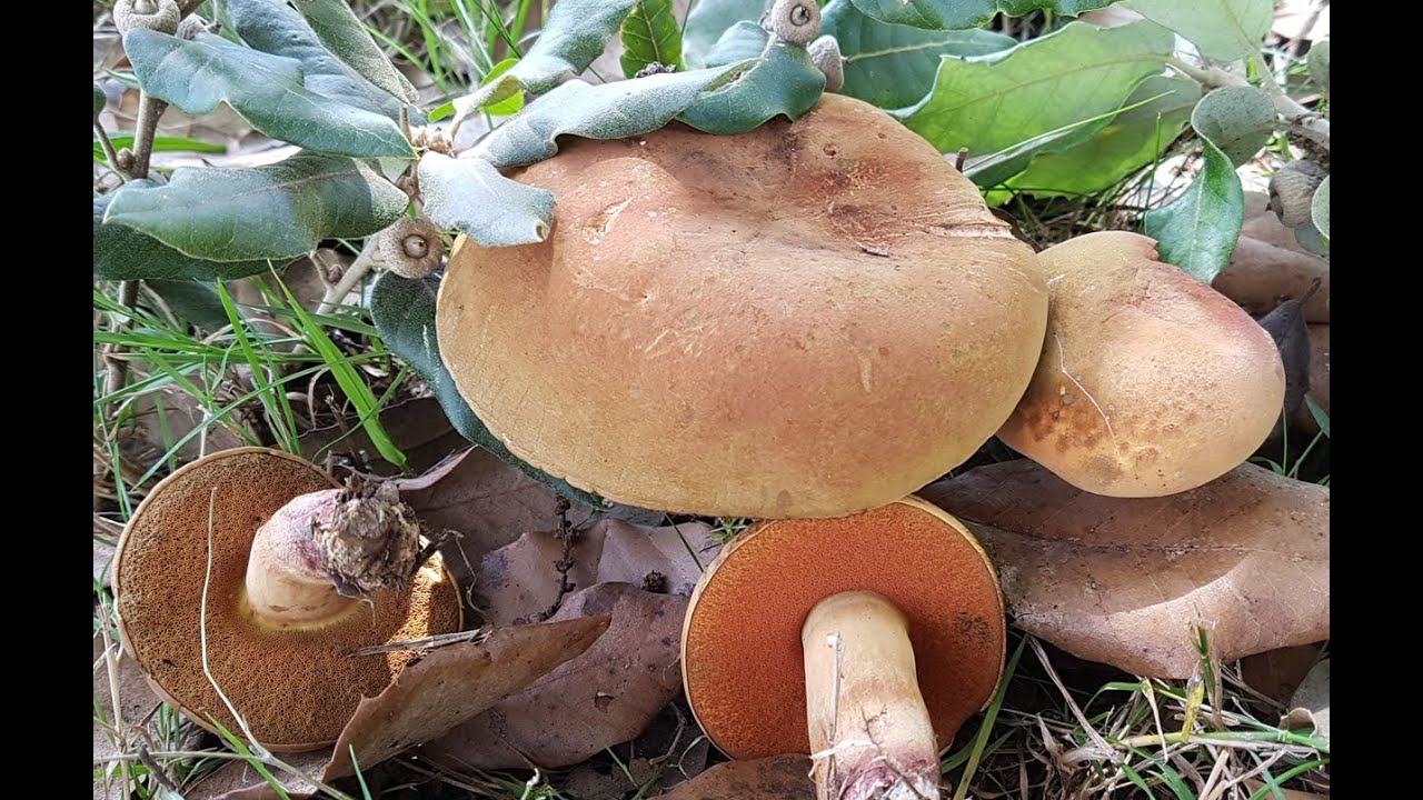 Suillellus queletii