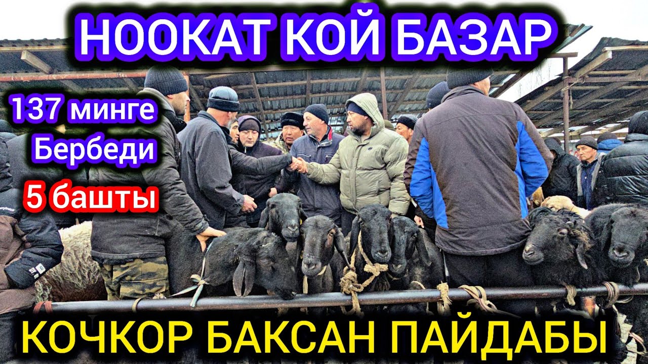 НООКАТ Кой Базар   Карда Соода Кандай Болду Кочкордо Пайда Барбы.