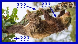 Learn English | Describing an Image | Sloth