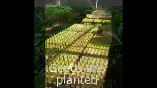 Screening For Nematode Resistance In Soybeans