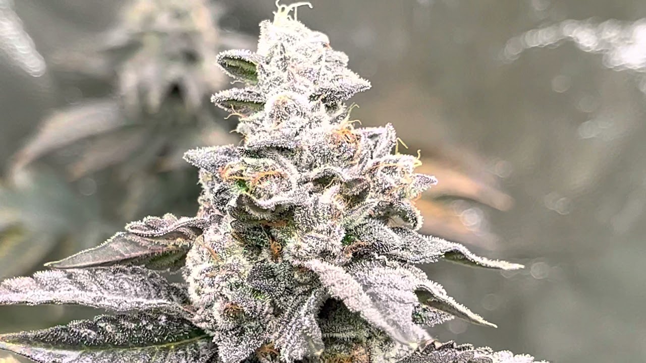 Twice Baked Runtz Grow By 