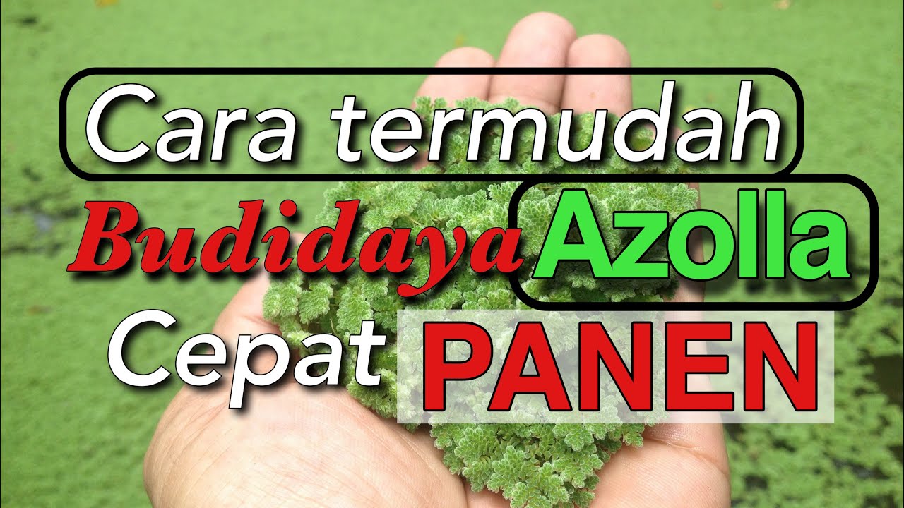 Cara termudah budidaya azolla di kolam terpal dan cepat panen 